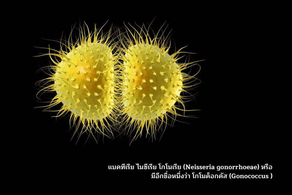 แบคทีเรีย ไนซีเรีย โกโนเรีย Neisseria gonorrhoeae